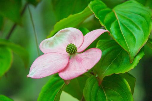 ヤマボウシの花 ヤマボウシの花の写真