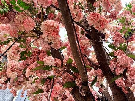 ピンク色の紫陽花の写真