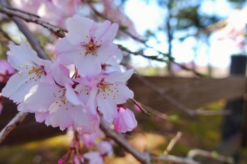 桜 桜の写真