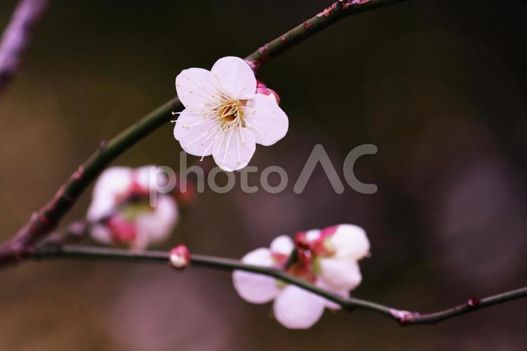 春を告げる梅の花 梅,春,花の写真素材