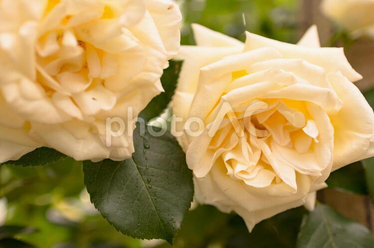 薔薇(シェネバルツァー) 薔薇,シェネバルツァー,バラの写真素材