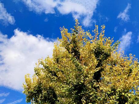 イチョウ イチョウ,銀杏,黄色の写真素材