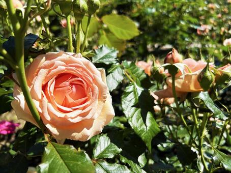 日差しを浴びる薔薇 空,薔薇,日差しの写真素材