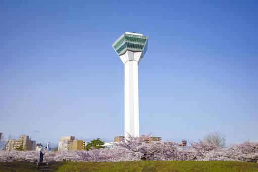 五稜郭タワーと桜 桜,五稜郭タワー,さくらの写真素材