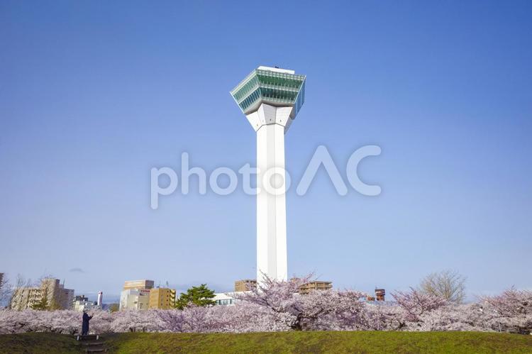 五稜郭タワーと桜 桜,五稜郭タワー,さくらの写真素材