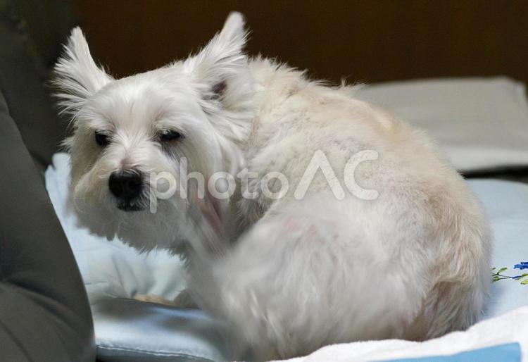 ホワイトテリア　チビタ　2008年　痒い ホワイトテリア,愛犬,ペットの写真素材