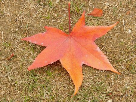 【風景写真】晩秋の風景 落ち葉,植物,季節の写真素材