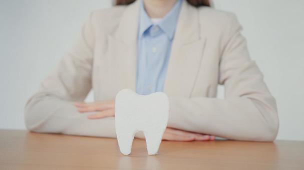 歯の模型を前に腕組する女性 保険業,事務職,接客業の写真素材