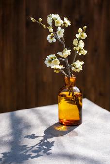 茶色い瓶と白梅の花 茶色い瓶と白梅の花 瓶,白梅,梅の写真素材