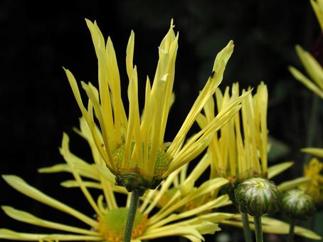 和菊 和菊の写真