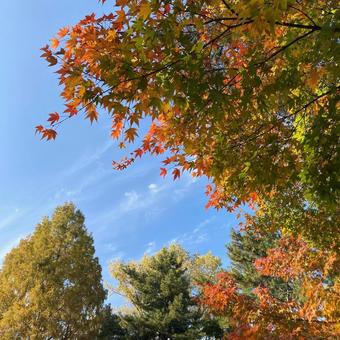 紅葉 紅葉,秋,木の写真素材