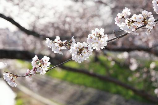Cherry blossoms and stream, JPG