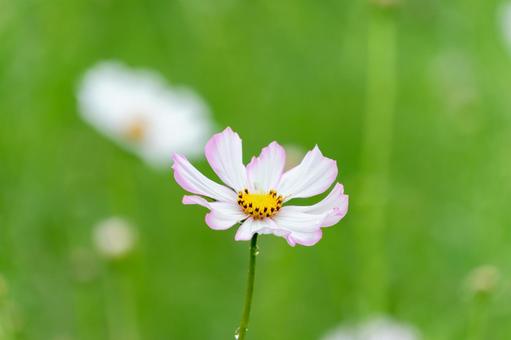 淡いピンクのコスモスの花 淡いピンクのコスモスの花の写真
