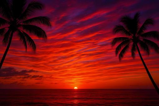 椰子の赤い夕景 椰子の赤い夕景の写真