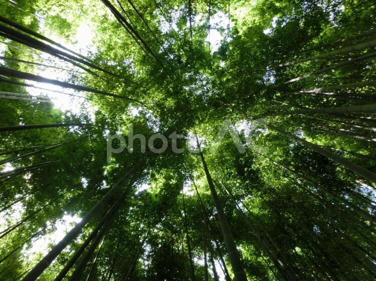 下から見上げた竹林 竹林,下から見上げた,竹の写真素材