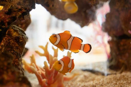 水中を泳ぐカクレクマノミのペア④ クマノミ,カクレクマノミ,魚の写真素材