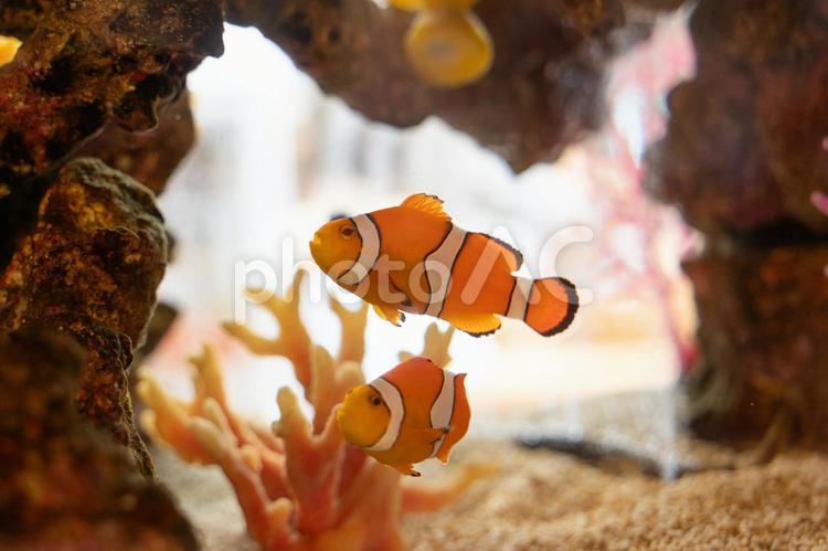 水中を泳ぐカクレクマノミのペア④ クマノミ,カクレクマノミ,魚の写真素材