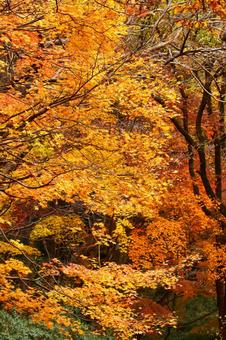 Burning autumn, JPG Burning autumn, autumn leaves, yellow leaves, red, JPG