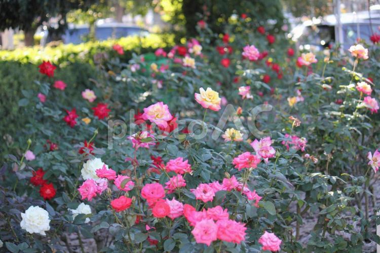 バラ バラ,薔薇,花の写真素材