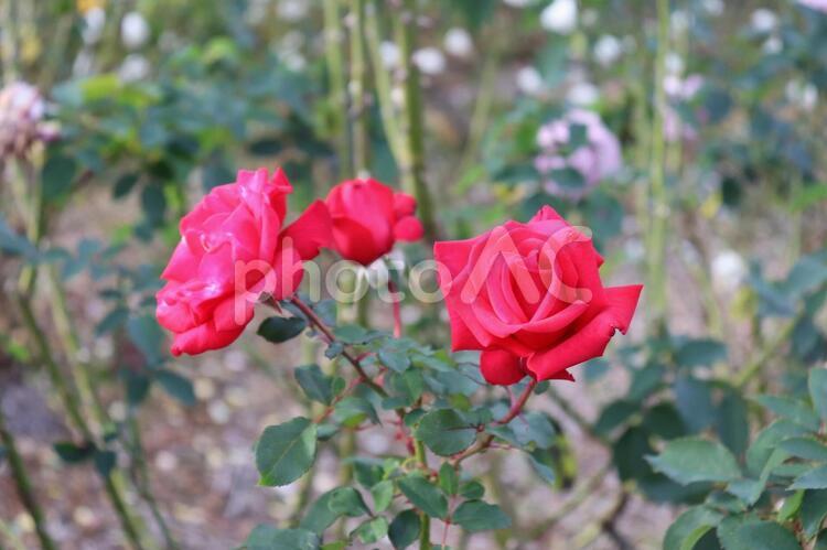 アメリカ生まれの真っ赤な薔薇、タイムレス'98 薔薇,花,植物の写真素材
