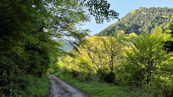 林道の写真