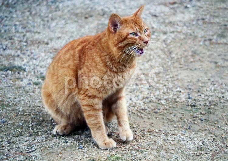 威嚇する野良猫 野良猫,のらねこ,ノラ猫の写真素材