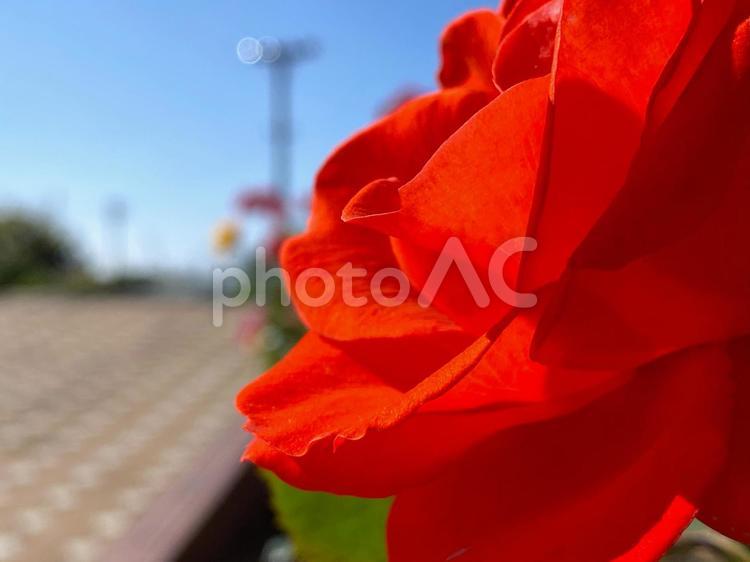 秋の「よしうみバラ公園」の薔薇（愛媛県今治市） 薔薇,秋,春の写真素材