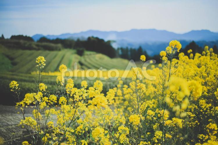 菜の花と茶畑 菜の花,茶畑,自然の写真素材