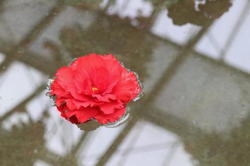 赤い花姫 花,赤い花,フォーゲルパークの写真素材