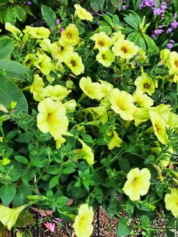 レモン色の花 花,自然,植物の写真素材