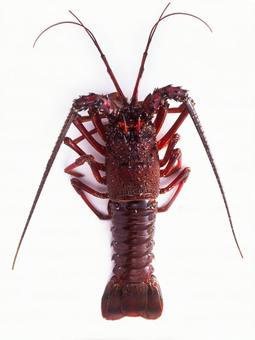 生の伊勢海老 生の伊勢海老の写真