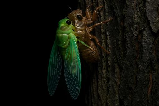 セミの脱皮瞬間 セミの脱皮瞬間の写真