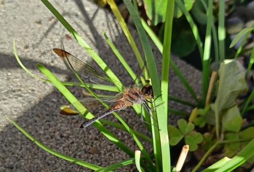 Photo, dragonfly, grass, autumn, 