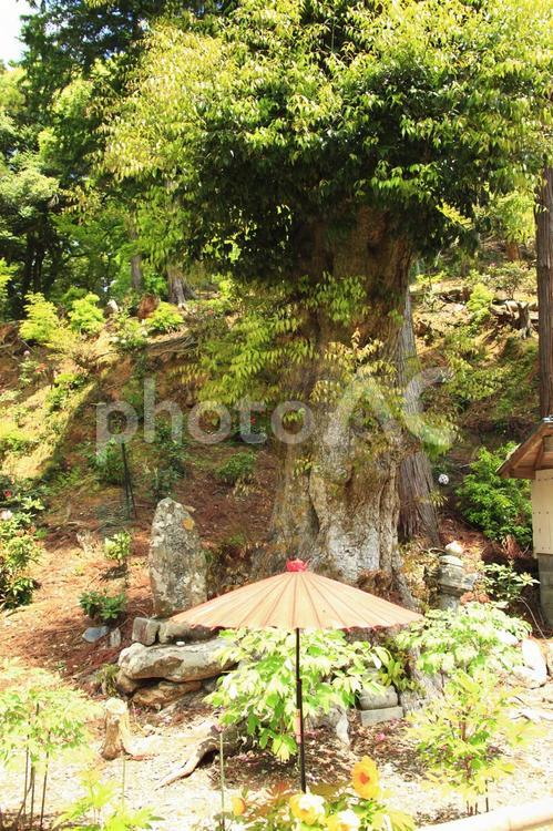 新緑とぼたん 多田寺,新緑,ぼたん寺の写真素材