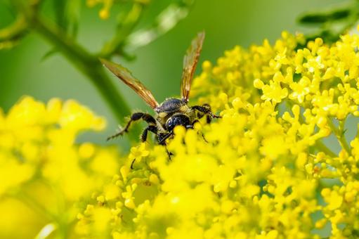 オオモンツチバチ⑻の写真
