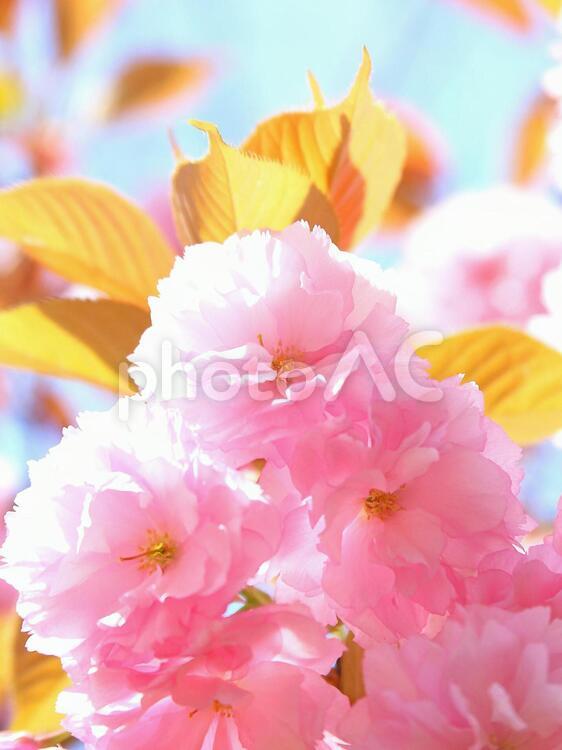ヤエザクラ　八重桜　サクラ　ピンクの花 サクラ,桜,さくらの写真素材
