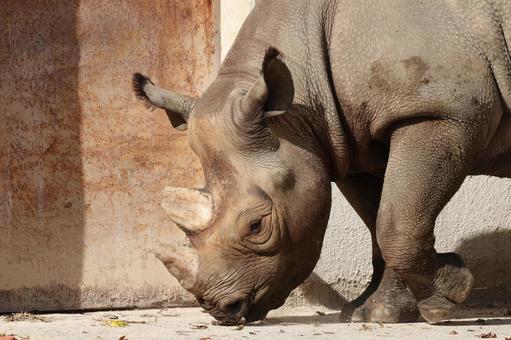 クロサイ サイ,動物,クロサイの写真素材