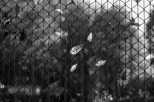 晩秋のフェンス フェンス,晩秋,枯れ葉の写真素材