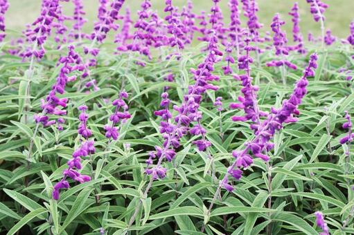 サルビアのお花畑 サルビア,お花畑,赤の写真素材