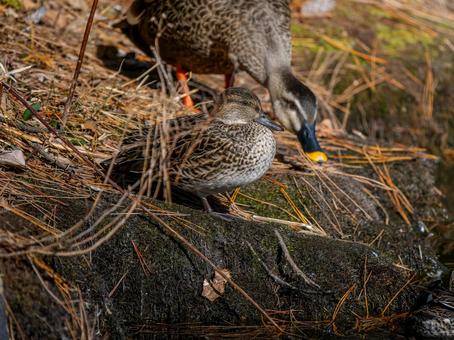 Teal by the water, JPG