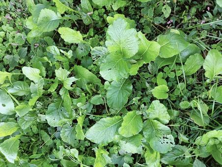 葉っぱ999 植物,自然,緑の写真素材