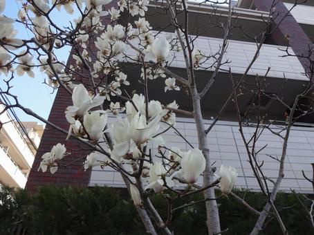 春の訪れ こぶし 春の訪れ こぶしの写真