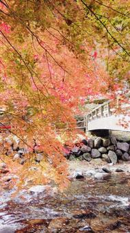 紅葉 紅葉の写真