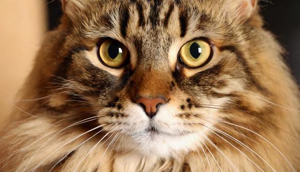 猫のアップ 猫のアップの写真