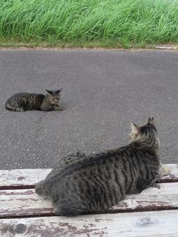 それぞれに寛ぐもふもふな猫様たち それぞれに寛ぐもふもふな猫様たち 猫,キジトラ,寝そべるの写真素材