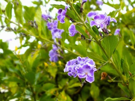 デュランタ デュランタ,紫色の花,たくさんの花の写真素材