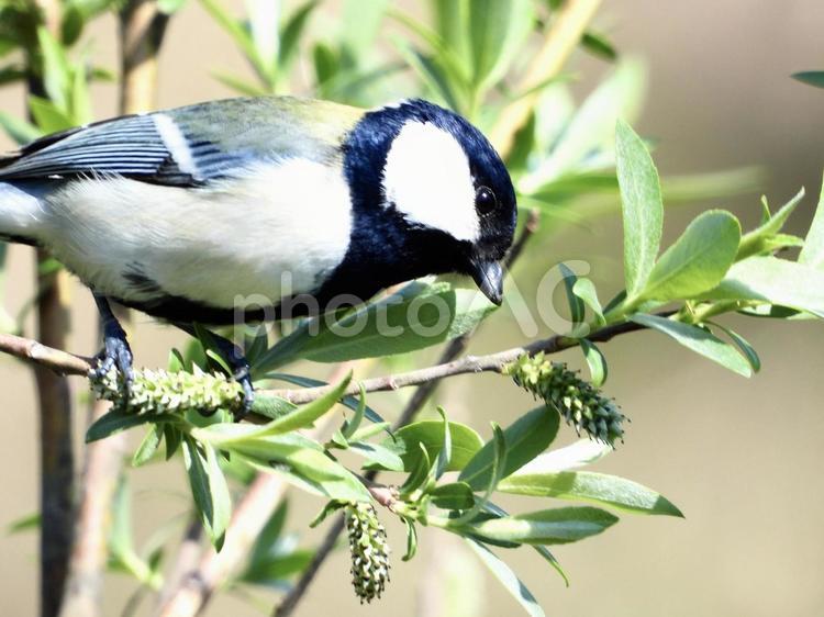 木の芽を狙うシジュウカラ 鳥,野鳥,シジュウカラの写真素材