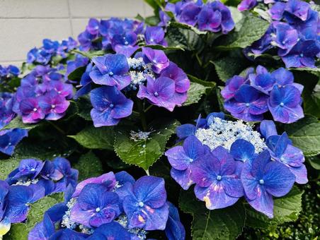 路地に咲く満開の青紫の額紫陽花 路地に咲く満開の青紫の額紫陽花 額アジサイ,梅雨,夏前の花の写真素材
