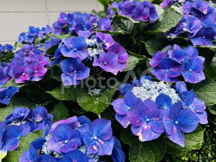 路地に咲く満開の青紫の額紫陽花 額アジサイ,梅雨,夏前の花の写真素材