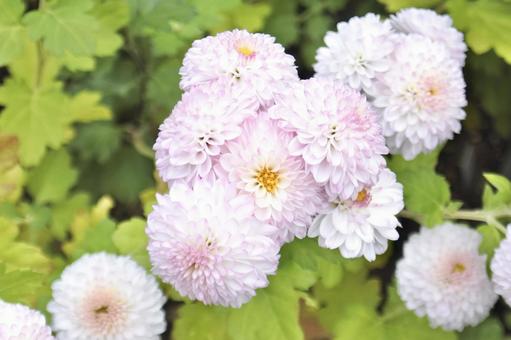 薄いピンク色の菊② 菊,ピンク,緑の写真素材